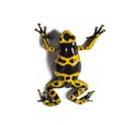 Yellow-banded poison dart frog, Dendrobates leucomelas Royalty Free Stock Photo