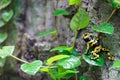 Yellow-banded poison dart frog (Dendrobates leucomelas) at tropical forest pavilion Royalty Free Stock Photo