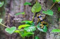 Yellow-banded poison dart frog (Dendrobates leucomelas) at tropical forest pavilion Royalty Free Stock Photo