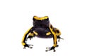 The bumblebee poison dart frog on white