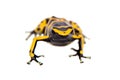 The bumblebee poison dart frog on white