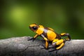 Yellow banded poison dart frog, Oophaga histrionica Royalty Free Stock Photo