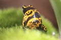 Yellow-banded poison dart frog Royalty Free Stock Photo