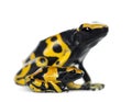 Yellow-Banded Poison Dart Frogs Royalty Free Stock Photo