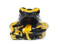 Yellow-Banded Poison Dart Frogs, also known as a Yellow-Headed P Royalty Free Stock Photo