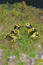 Yellow-banded poison dart frogs