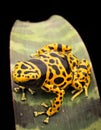 Yellow banded poison frog