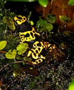 YELLOW-BANDED POISSON FROG dendrobates leucomelas, ADULT