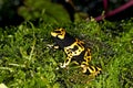 YELLOW-BANDED POISSON FROG dendrobates leucomelas, ADULT