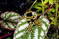 YELLOW-BANDED POISSON FROG dendrobates leucomelas, ADULT