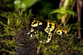 YELLOW-BANDED POISSON FROG dendrobates leucomelas, ADULT