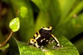 YELLOW-BANDED POISSON FROG dendrobates leucomelas, ADULT