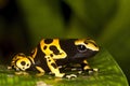 Yellow-Banded Poisson Frog, dendrobates leucomelas, Venemous Specy from South America, Adult