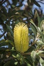 Yellow Banksia Integrifolia Flower in Bloom Royalty Free Stock Photo