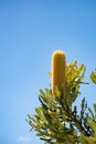 Yellow Banksia flower in the sunshine Royalty Free Stock Photo