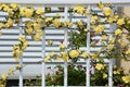 Yellow Banksia rose Royalty Free Stock Photo