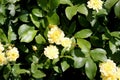 Yellow Banksian rose, Rosa banksiae `Lutea`