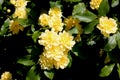 Yellow Banksian rose, Rosa banksiae `Lutea`