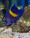 Yellow Bar Angelfish, Pomacanthus maculosus Royalty Free Stock Photo