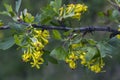 Yellow Barberry blossom.