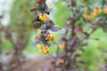 Yellow barberry flower in spring