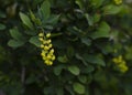 Yellow barberry flowers in the garden Royalty Free Stock Photo