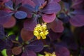Yellow barberry one