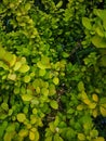 Yellow barberry with yellow rounded leaves