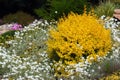 Yellow barberry shrub in a garden