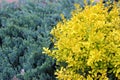 Yellow barberry shrub in a garden