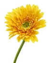 Yellow Barberton daisy flower, Gerbera jamesonii, isolated on white background, with clipping path Royalty Free Stock Photo