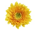 Yellow Barberton daisy flower, Gerbera jamesonii, isolated on white background, with clipping path Royalty Free Stock Photo