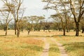 Yellow barked acacia or fever tree - Vachellia xanthophloea, growing in the wild at Soysambu Conservancy in Naivasha, Kenya