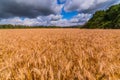 Yellow barley field at daytime under direct sunlight. Green forest and sky with storm clouds on the background Royalty Free Stock Photo