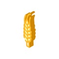 yellow barley plant isometric icon vector illustration