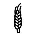 yellow barley plant line icon vector illustration