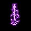 yellow barley plant neon glow icon illustration Royalty Free Stock Photo