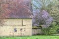 Yellow Barn and flowering spring trees Royalty Free Stock Photo