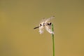 Yellow barred flutterer dragonfly, Rhyothemis phyllis