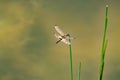 Yellow barred flutterer dragonfly, Rhyothemis phyllis