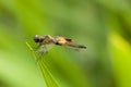 Yellow-barred Flutterer & x28;Rhyothemis phyllis& x29; dragonfly