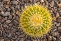 Yellow barrel cactus