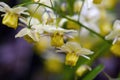 Yellow barrenwort epimedium flowers Royalty Free Stock Photo