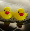 Yellow Bath Ducks