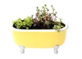 Yellow bath planter