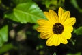 Yellow Beach Sunflower Royalty Free Stock Photo