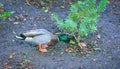 Male mallard duck land