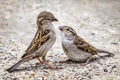 Injured Youngling Sparrow And Its Parent Royalty Free Stock Photo