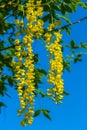 Yellow bean close-up on blue sky background.racemose inflorescences of yellow bean. Beautiful blooming spring trees and