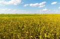 Yellow bean field on sunny day